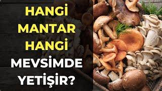 Hangi Mantar Hangi Mevsimde Yetişir? Yenilebilir Mantar Çeşitleri