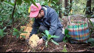 TÜRKİYE MANTAR AVI, KARADENİZ YAYLALARI. COLLECTING MUSHROOM