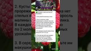 как повысить урожай малины
