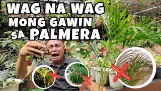 5 MISTAKES IN TAKING CARE OF PALMERA PLANTS | ARECA PALM PLANT CARE & BENEFITS