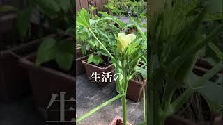 お金がかからない趣味￼/￼家庭菜園/￼ガーデニング￼/丁寧な暮らし