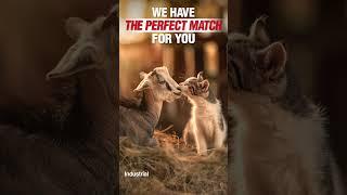 The perfect match no matter your business