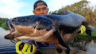 PECAH REKOR TOMAN MONSTER.‼️MANCING IKAN TOMAN BESAR PEDALAMAN SUNGAI RIAU