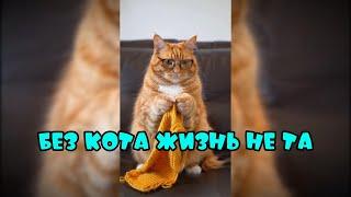 Без кота жизнь не та #смешныекоты