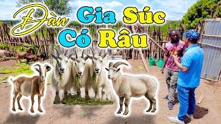 Đông Paulo || Anh Thư Ký Bản Mới Vui Mừng Khi Cả Bản Có Đàn “GIA SÚC CÓ RÂU” Lớn Chưa Từng Có ???