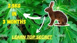 Secret tip on how to make your rabbit gain and increase weight X2