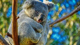 Peaceful Relaxing Instrumental Music, Meditation nature music "Animals of Australia" by Tim Janis