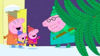 Peppa Picks A Christmas Tree!  | Peppa Pig Official Full Episodes