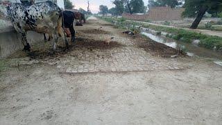 pets animals in the world | village life Punjab in Pakistan PN animals life