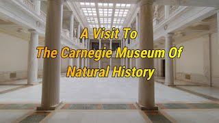 A Visit To The Carnegie Museum Of Natural History 