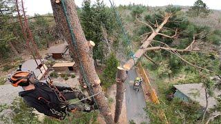 Basic Tools and Techniques for Tree Removal