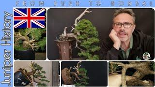 From bush to bonsai: juniper history