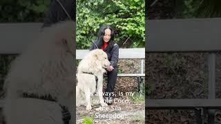Join us for a fun adventure with Coco in the Lugano woods!  #dog  #NatureLovers #Lugano #shorts