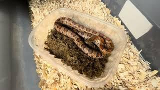 Rambling about snakes:  showing lots of snakes, postpartum boas + babies and marking for ID