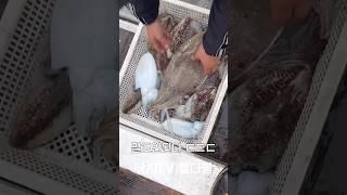 이런 사이즈의 갑오징어는 처음봅니다 ㄷㄷ