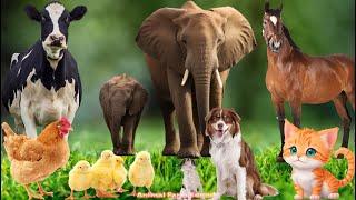 Recognizing Land Animals: Horse, Elephant, Cat, Dog, Cow - Animal Videos