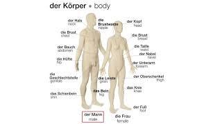 Der Körper | Deutsch lernen || Learn German |