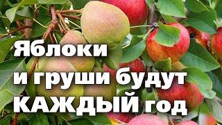 ДЕРЕВЬЯ ПЛОДОНОСЯТ ЧЕРЕЗ ГОД? Устраните эти причины!