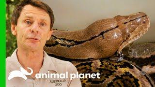 Reticulated Python Needs Extra Help To Shed Her Skin | Crikey! It's The Irwins