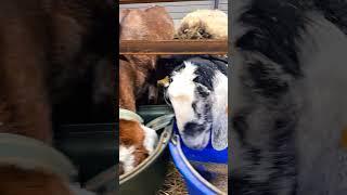 Angel Valley Farm goat and sheep.