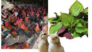 Raising chickens for meat and eggs - How to treat chicken diseases with herbs.