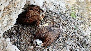 Five minutes documentary about Long-legged buzzard Nest -  Cyprus - by George Konstantinou