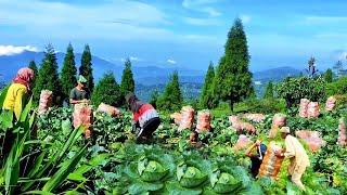 Beautiful Cabbage Cultivation in Mountain Village Nepal || DB Limbu