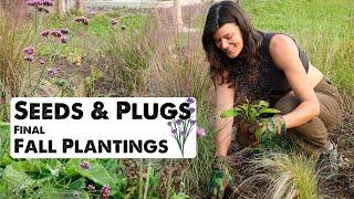 Planting Native Violets from Seed and Plant Plugs  || Flock Finger Lakes