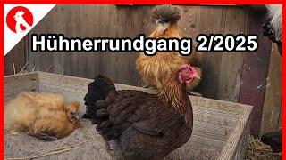 F249 Chicken tour 2/2025 + OMLET update... - Jensman and the Huhns