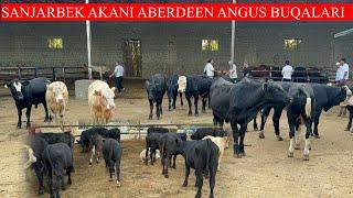 SANJARBEK AKANI ABERDEEN ANGUS BUQALARI UDARLARI KELDI NARXLAR BO’MBA