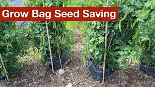 Grow Bag Seed Saving