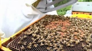 Expert beekeeping tips with Robin Dartington