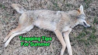 Unbelievable Control Trapping Tips for Summer #trapping #summertime #predatorcontrol