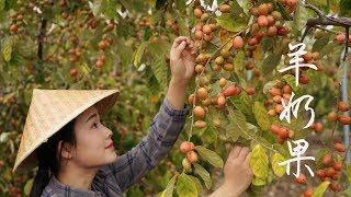 羊奶果——想到名字就酸到流口水的水果【滇西小哥】