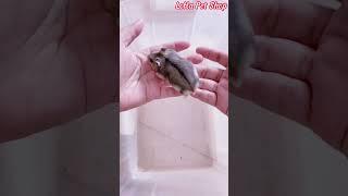 Chuột Hamster giá rẻ cho học sinh tại LoHa Pet Shop #Shorts