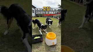 기계가 고장났을 때 똑똑한 강아지가 한 행동은?