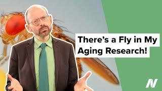 There's a Fly in My Aging Research