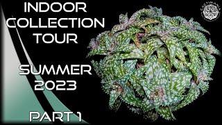 Cacti & Succulent Indoor Collection Tour | Summer 2023 Part 1 | #Cactus & #Succulents