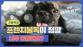 프렌치불독(French Bulldog)이 정말 너무 궁금해요? 강사모 견종백과