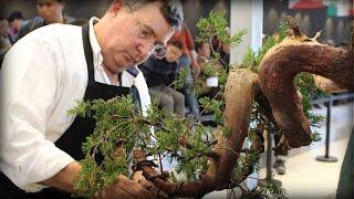 Tony Tickle styles a Juniper Bonsai at BWB