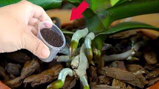 Sprinkle 1 spoon on the potted plant !Suddenly it orchid grow many buds,flowers like crazy