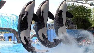 Orca Encounter (Full Show) - SeaWorld Orlando - April 8, 2021