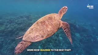 MOALBOAL TURTLE WATCHING AND SARDINES DIVE