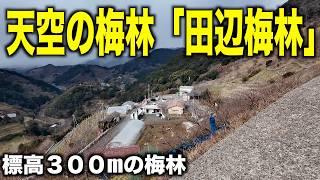 【天空の梅林】紀州石神田辺梅林開花状況お届けします