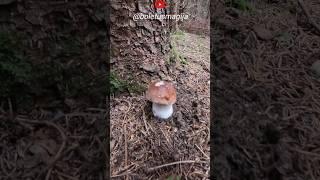 King Bolete,Boletus edulis #shorts #new #nature #forest #foryou #trending #pilze #wood #cèpes #wild