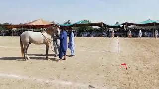 Ist Position Horse Dance owner Mian Ahmad Riaz Sukhera