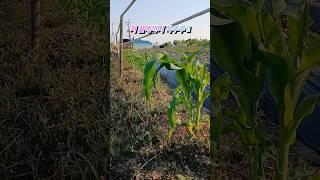 이거 아시죠? 처음본 서울촌아줌마~ 2달후 옥수수 따야죠~ #시골초보 #귀농작물 #서울촌년 #옥수수밭 #어린옥수수 #자연 #귀농 #귀촌 #시골여행 #자연 #시골 #시골생활