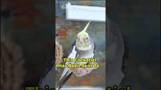 Special delivery from Riki   #cockatiellovers #birds #cockatiel