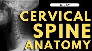 Cervical spine anatomy | Radiology anatomy part 1 prep | C-spine X-ray interpretation