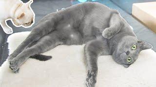 Living with Russian Blue cats